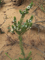 Muraltia satureioides