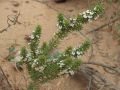 Muraltia satureioides