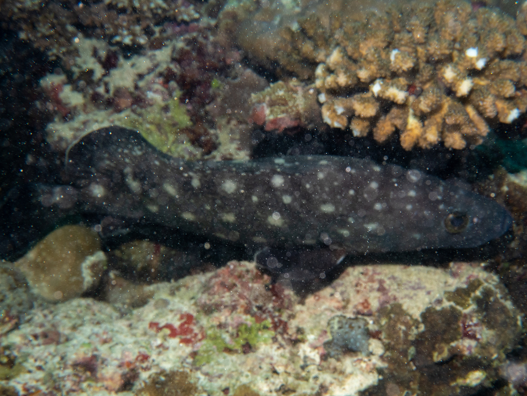Garrupa