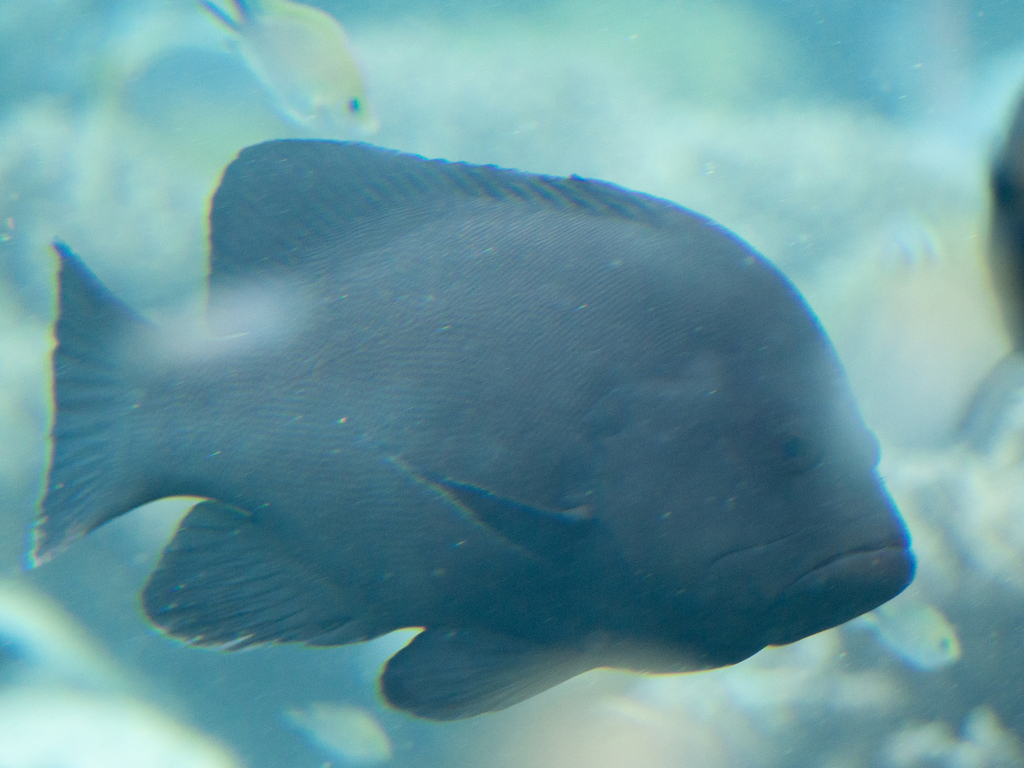 Redmouth grouper