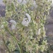 Salvia hypoleuca - Photo (c) Shahrzad Fattahi, μερικά δικαιώματα διατηρούνται (CC BY-NC), uploaded by Shahrzad Fattahi