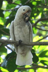 Cacatua goffiniana