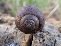 Helminthoglypta nickliniana