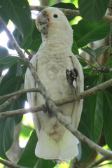 Cacatua goffiniana