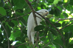 Cacatua goffiniana