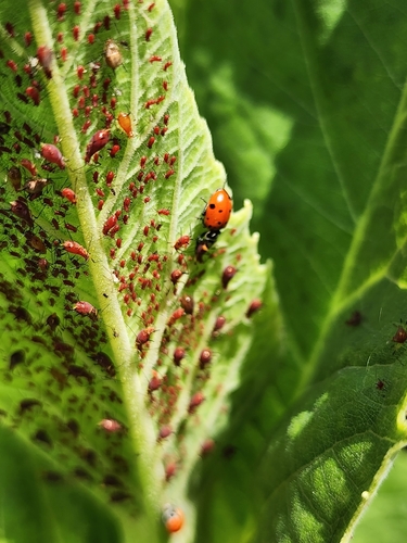 Convergent Lady Beetle photographed in South Dakota