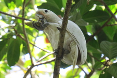 Cacatua goffiniana