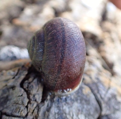 Helminthoglypta nickliniana