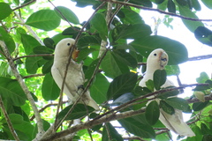 Cacatua goffiniana