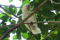 Cacatua goffiniana