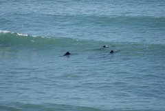 Cephalorhynchus hectori