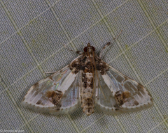 Leucinodes
