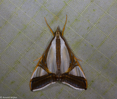 Agrioglypta eurytusalis