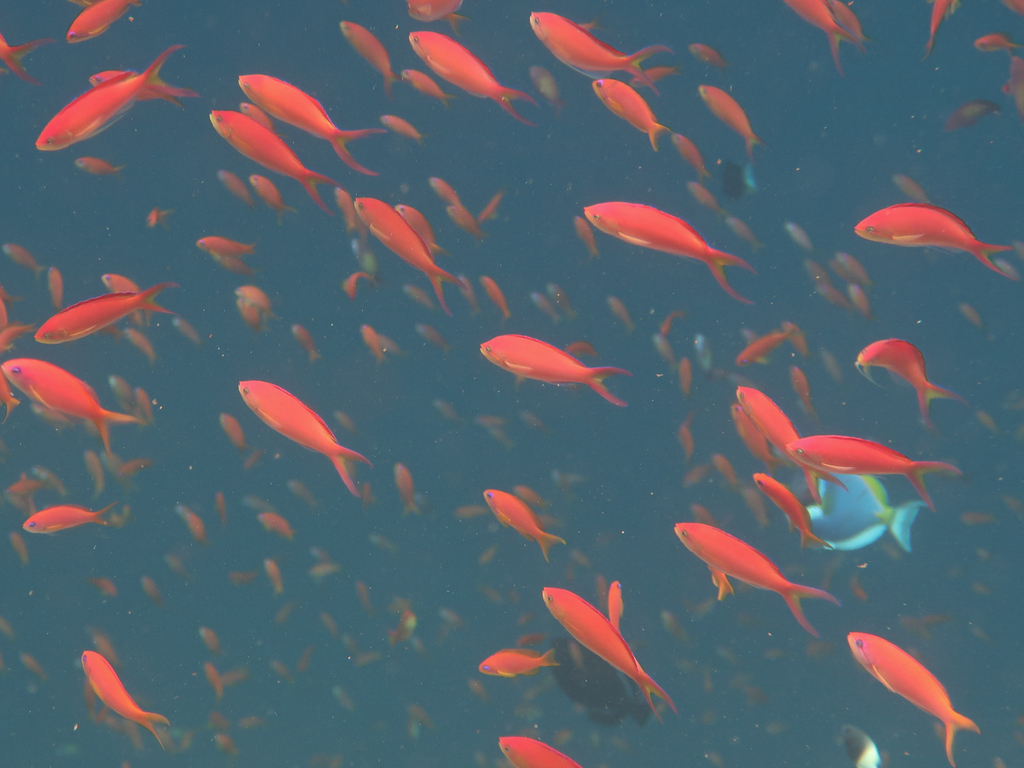 Flame anthias