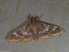 Prophantis adusta