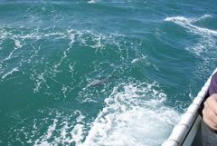 Cephalorhynchus hectori