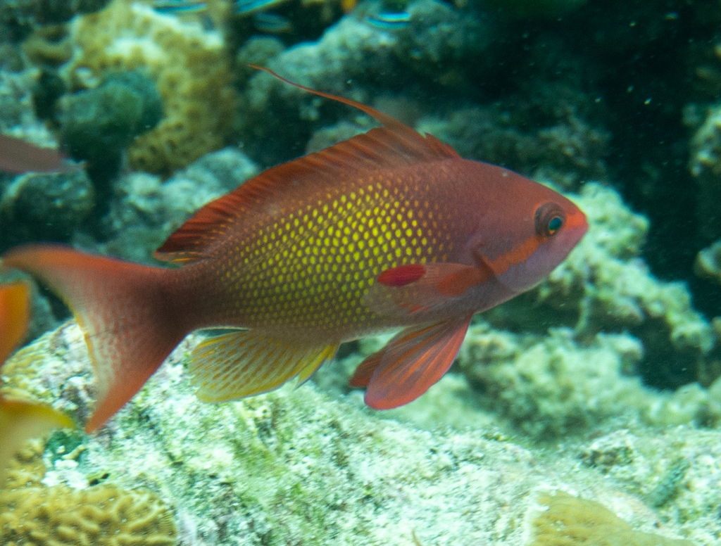 Sea goldie