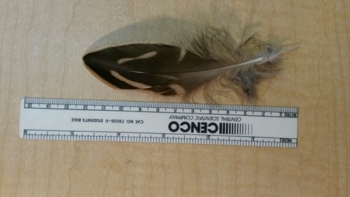 Plume de Canard pilet