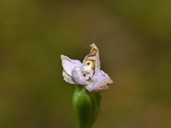 Thelymitra colensoi