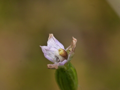 Thelymitra colensoi