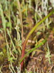 Thelymitra colensoi