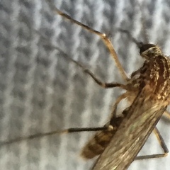 Coquillettidia linealis