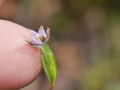 Thelymitra colensoi