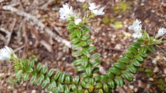 Veronica canterburiensis
