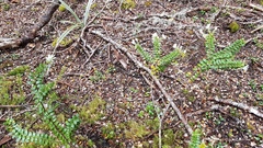 Veronica canterburiensis