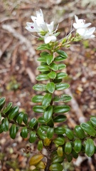 Veronica canterburiensis