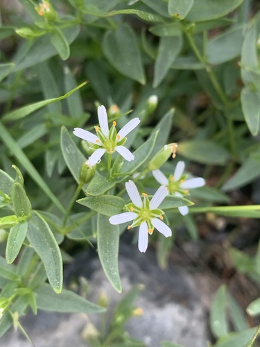 Sierra starwort (Hartmaniella sierrae)