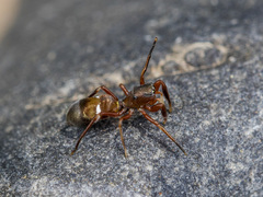 Synageles subcingulatus