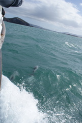 Cephalorhynchus hectori