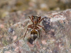 Synageles subcingulatus