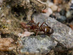 Synageles subcingulatus