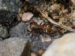 Synageles subcingulatus