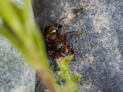 Synageles subcingulatus