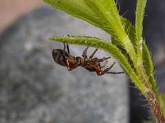 Synageles subcingulatus