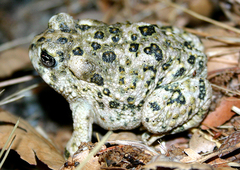 Anaxyrus californicus