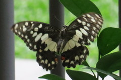 Papilio demoleus malayanus