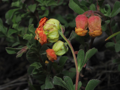 Hermannia ternifolia