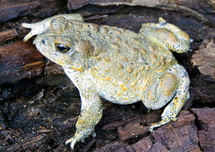 Anaxyrus canorus