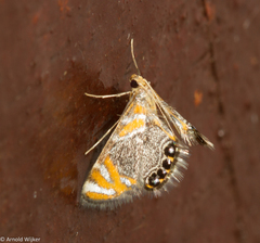 Nymphicula