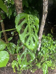 Monstera adansonii image