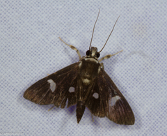 Nosophora
