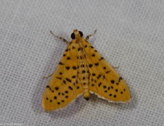 Conogethes