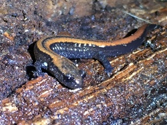 Plethodon elongatus