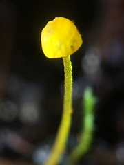 Mycena oregonensis