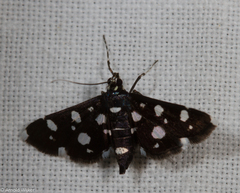 Bocchoris inspersalis