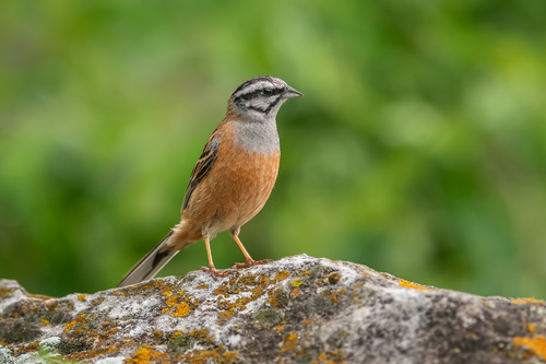 Rock Bunting